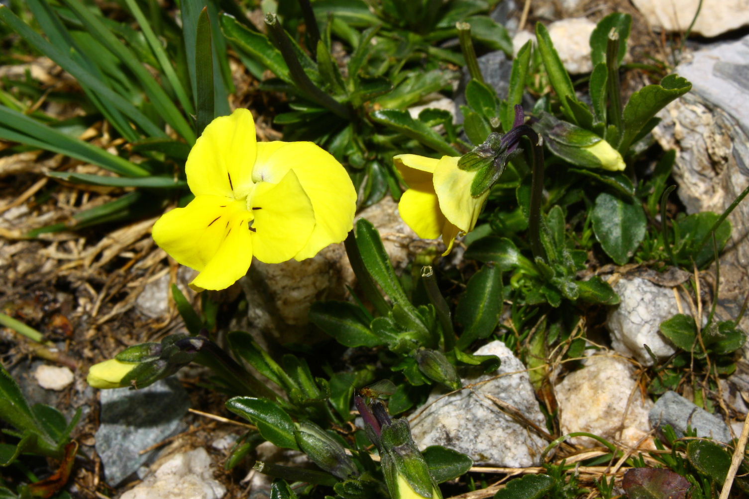 Viola calcarata s.l.